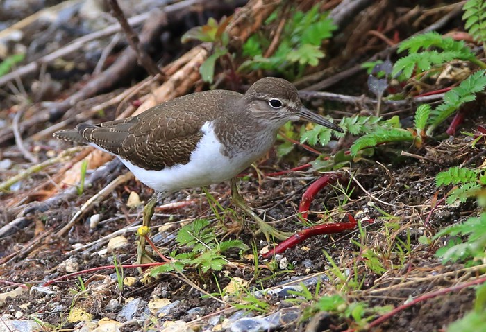 Common Sandpiper