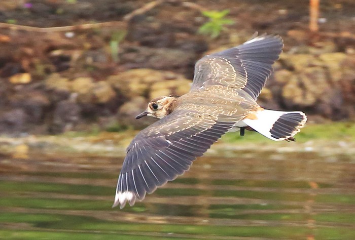 Lapwing
