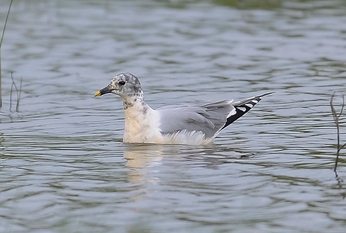 Sabine's Gull
