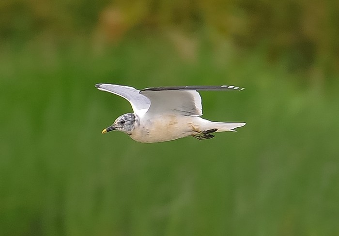 Sabine's Gull