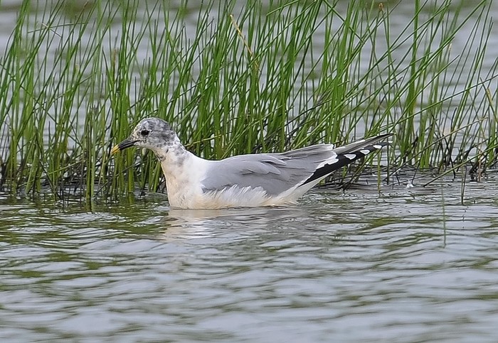 Sabine's Gull
