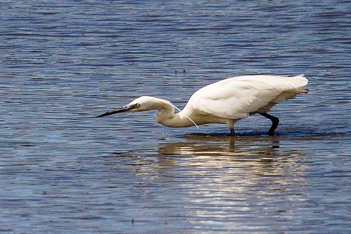 Little Egret