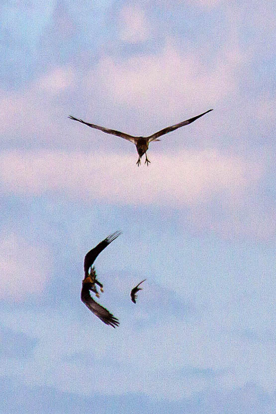 Marsh Harrier