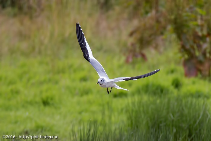 Sabine's Gull