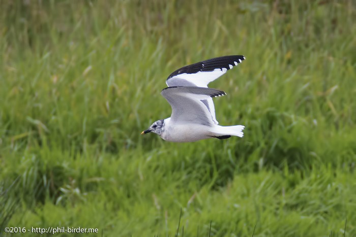 Sabine's Gull