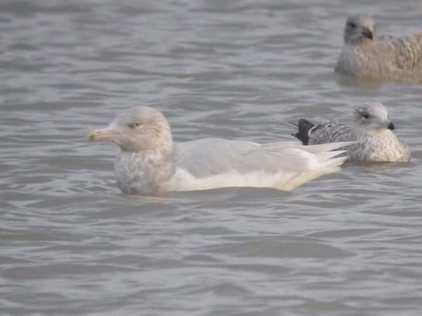 Glaucous Gull