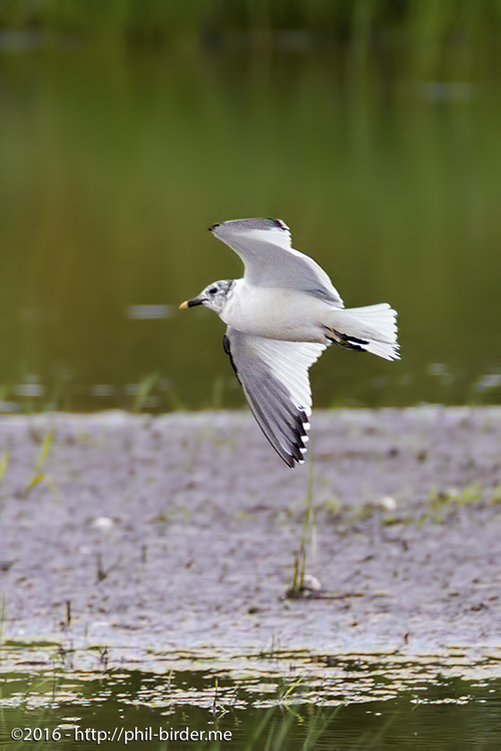 Sabine's Gull