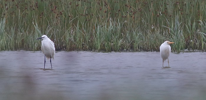 Cattle Egret