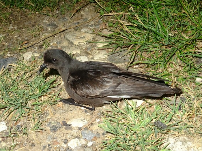 Storm Petrel