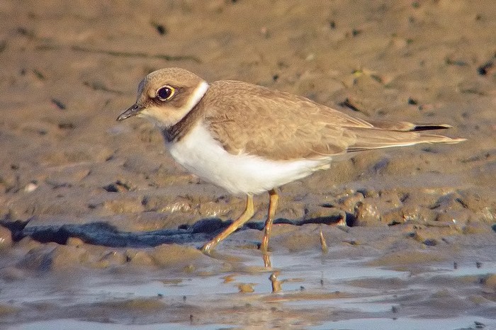 Little Ringed Plover