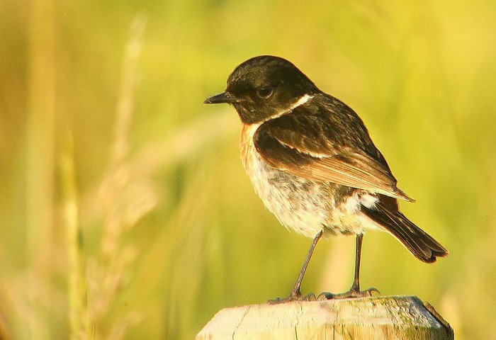 Stonechat