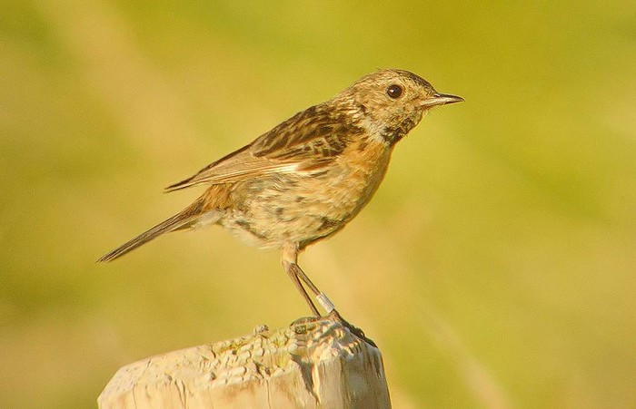 Stonechat