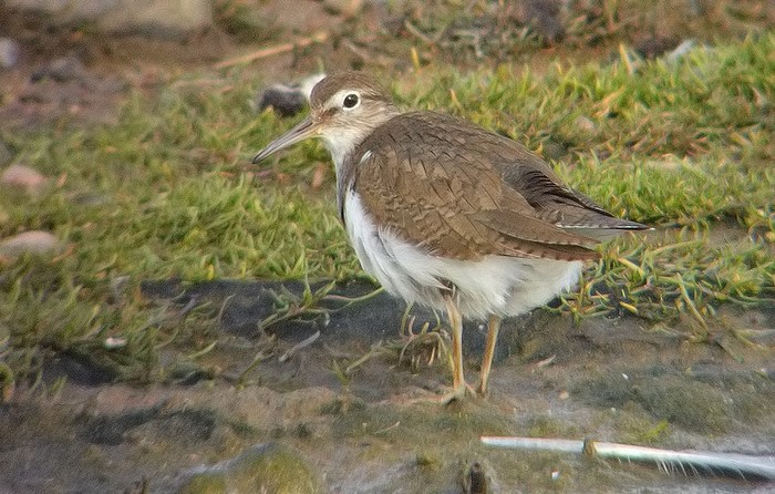 Common Sandpiper
