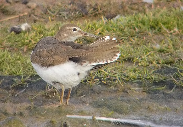 Common Sandpiper
