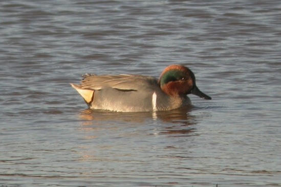 Green-winged Teal