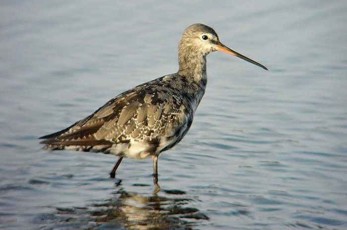 Spotted Redshank