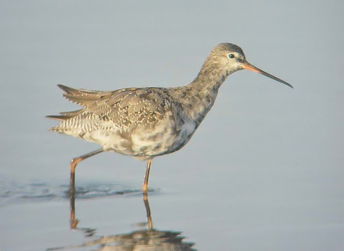 Spotted Redshank