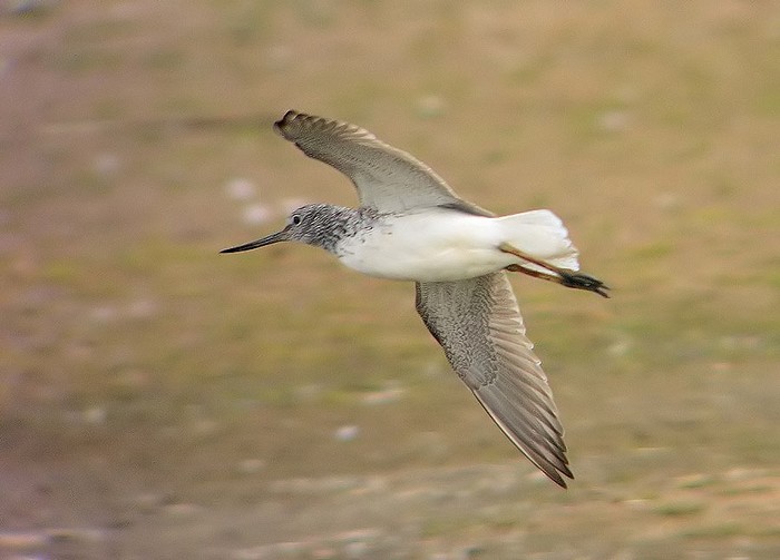 Greenshank