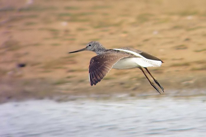 Greenshank