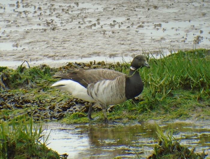 Pale-bellied Brent Goose