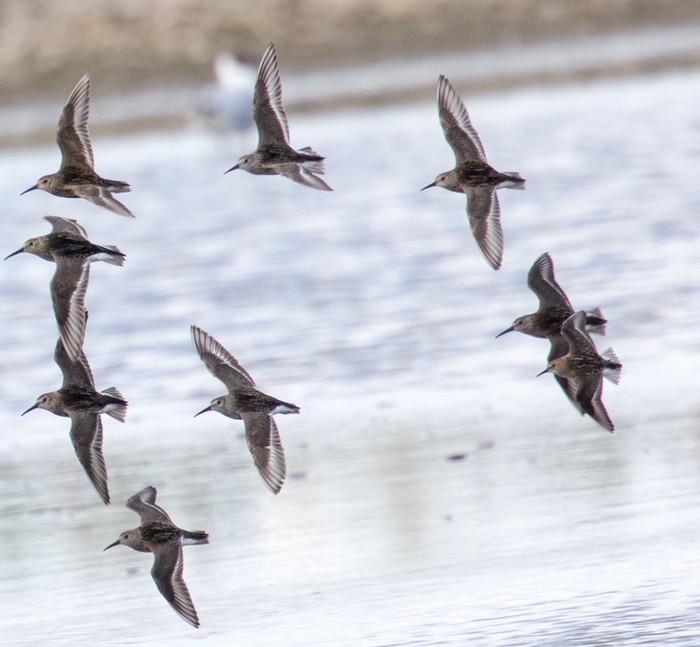 Little Stint