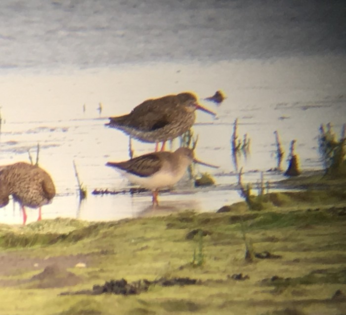 Terek Sandpiper