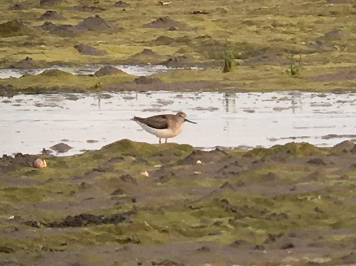 Terek Sandpiper