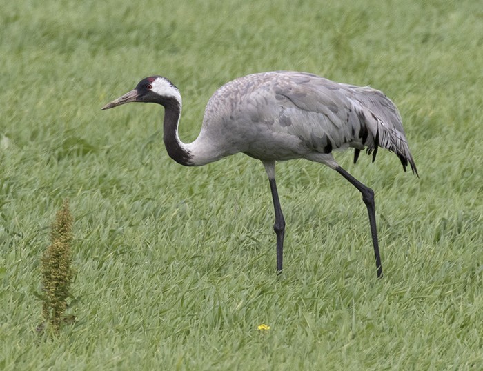 Common Crane