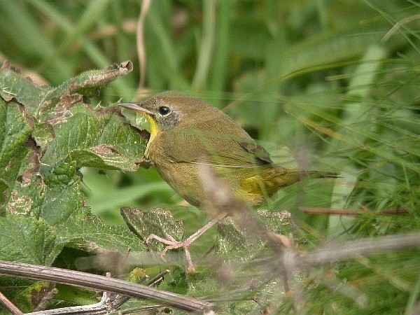 Common Yellowthroat