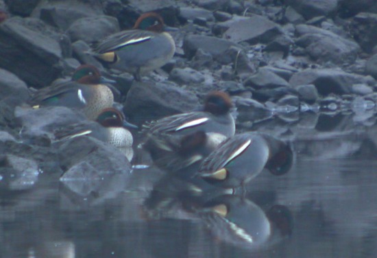 Green-winged Teal