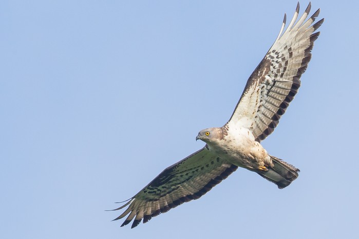 Honey Buzzard