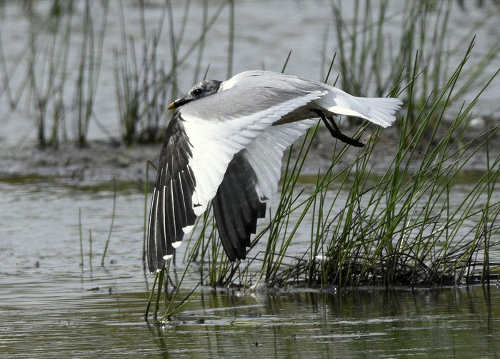 Sabine's Gull