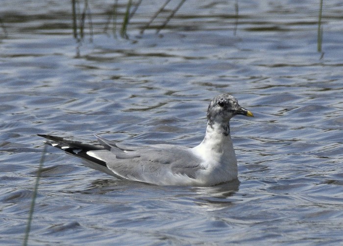 Sabine's Gull