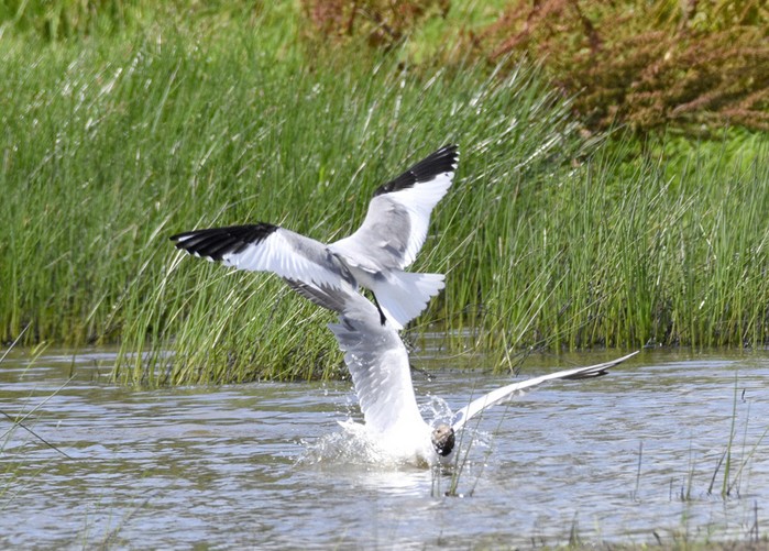 Sabine's Gull