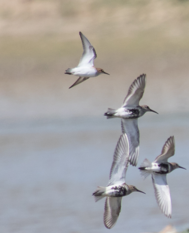 Little Stint