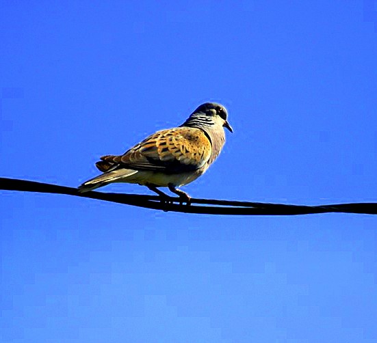 Turtle Dove
