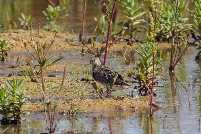 Pectoral Sandpiper