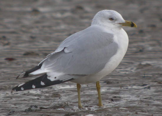 Ring-billed Gull