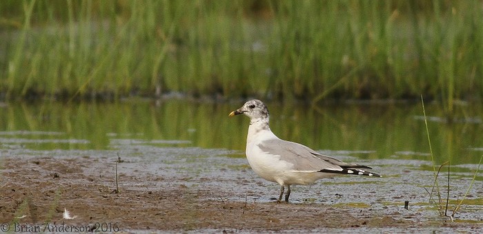 Sabine's Gull