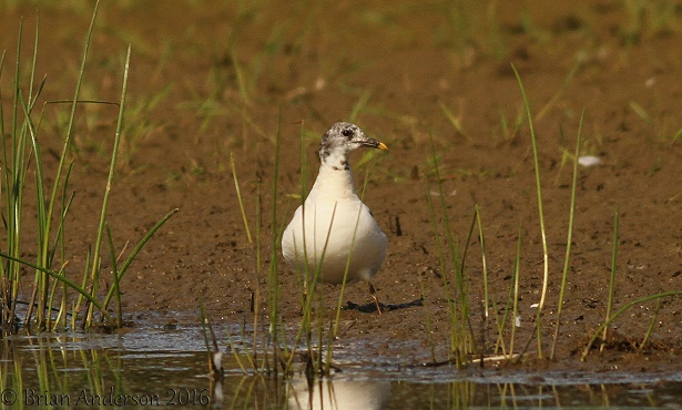 Sabine's Gull