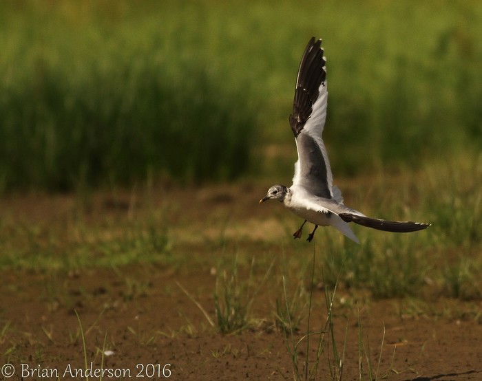 Sabine's Gull