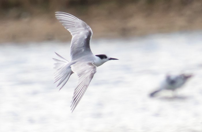 Common Tern