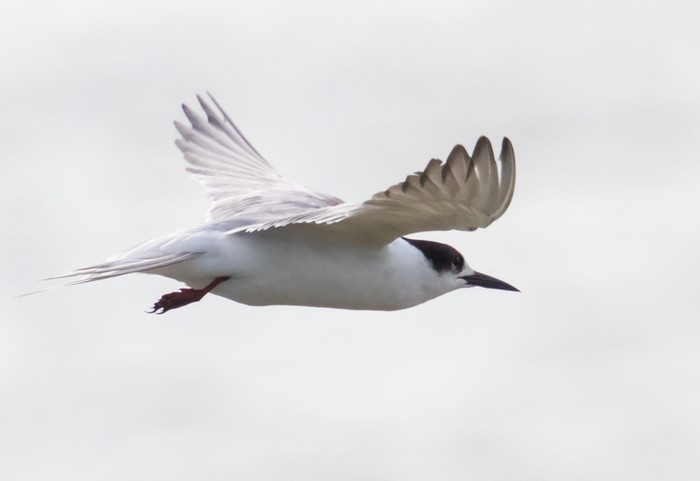 Common Tern
