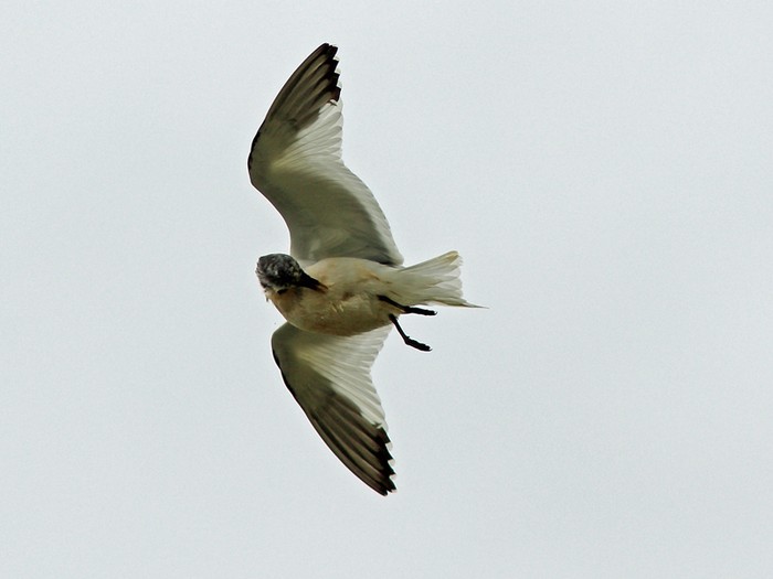 Sabine's Gull