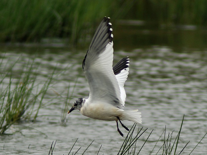 Sabine's Gull