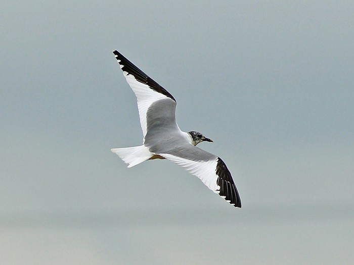 Sabine's Gull