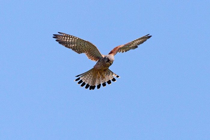 Kestrel