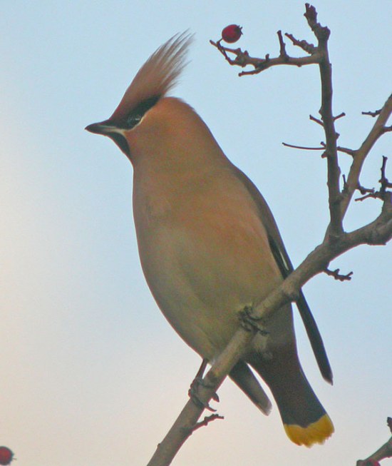 Waxwing