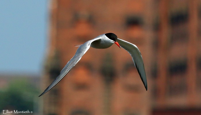 Common Tern