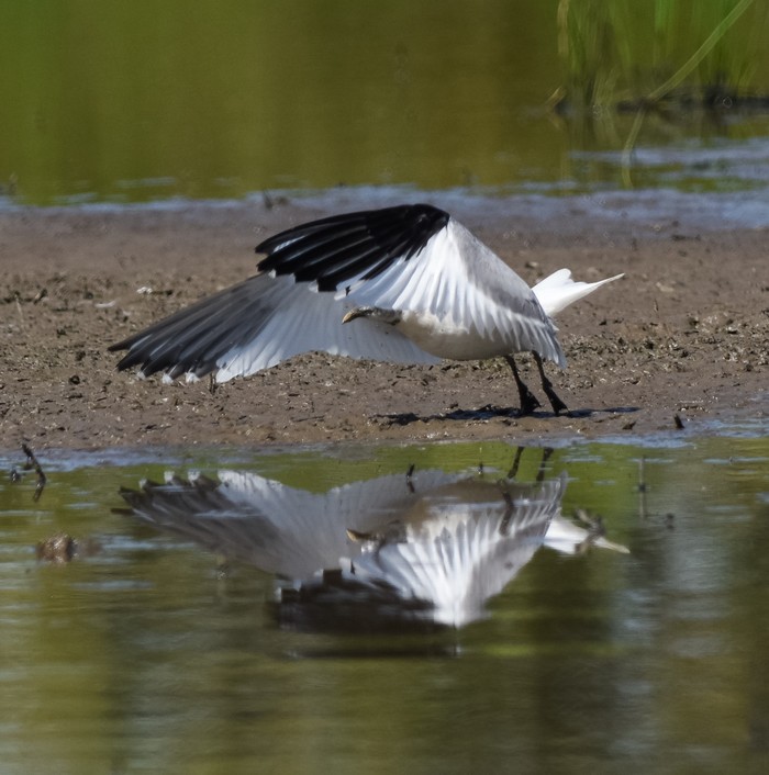 Sabine's Gull